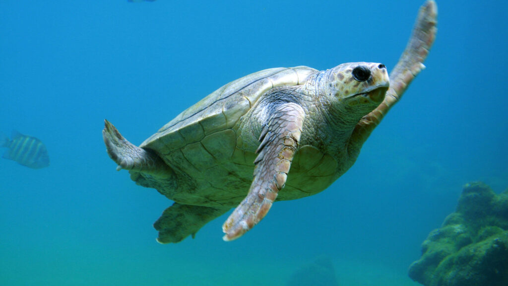 turtle-express